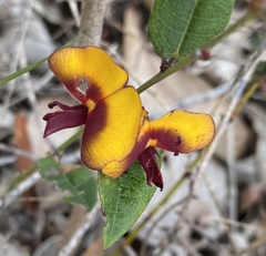 Bossiaea ornata