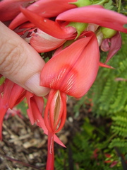 Clianthus puniceus