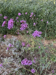 Verbena bonariensis