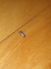 Plodia interpunctella