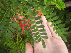 Clianthus puniceus