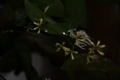 Archidendron baucheri