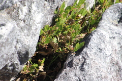 Centella triloba