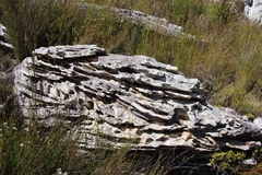 Sonderothamnus petraeus