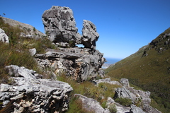 Sonderothamnus petraeus