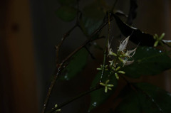 Archidendron baucheri