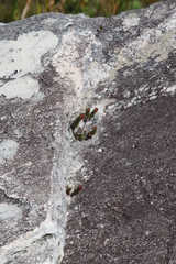 Sonderothamnus petraeus