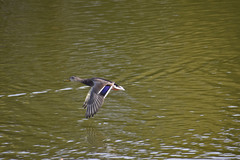 Anas platyrhynchos