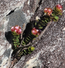 Sonderothamnus petraeus