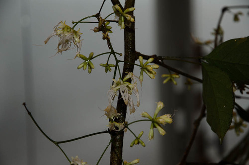 Archidendron bauchei