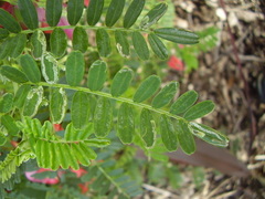 Liriomyza clianthi