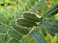 Liriomyza clianthi