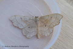 Idaea emarginata
