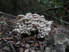 Lyophyllum fumosum