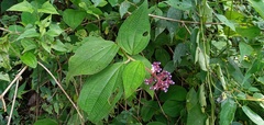 Miconieae