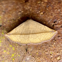 Eublemma perversicolor