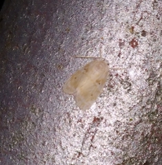 Schistophleps bipuncta