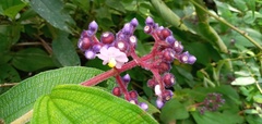 Miconieae