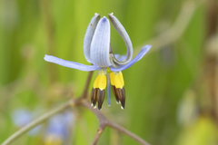 Dianella brevicaulis
