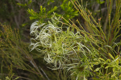 Clematis decipiens