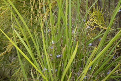Dianella brevicaulis