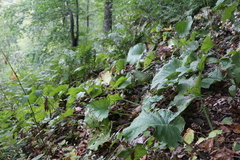 Trachystemon orientalis