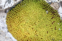 Hypodontium pomiforme