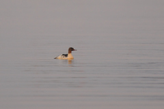 Mergus merganser