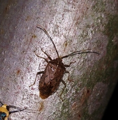 Urochela tunglingensis