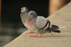 Columba livia domestica