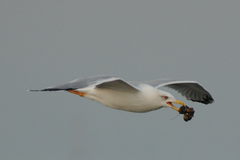 Larus michahellis