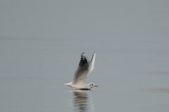 Chroicocephalus ridibundus