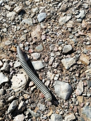 Ommatoiulus lusitanus