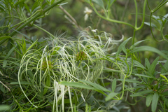 Clematis decipiens