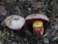 Rubroboletus rhodoxanthus
