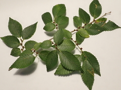 Ulmus pumila