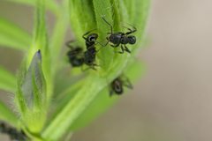 Rhytidoponera victoriae