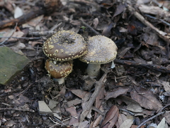 Amanita franchetii
