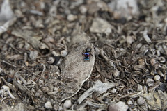 Maratus karrie