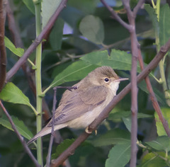 Acrocephalus palustris