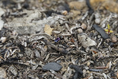 Maratus karrie