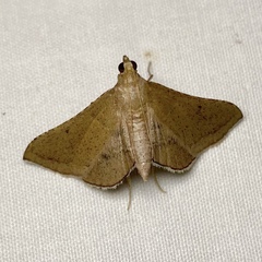 Endotricha pyrosalis