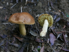 Leccinellum lepidum