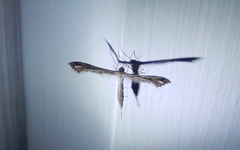 Stenoptilodes brevipennis