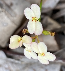 Stylidium junceum