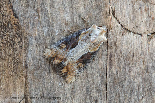 Double-lobed Moth