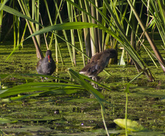Gallinula chloropus