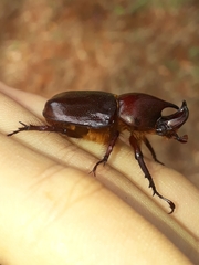 Aegopsis