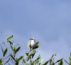 Lanius collurio