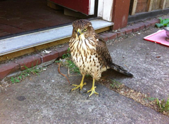 Accipiter cooperii